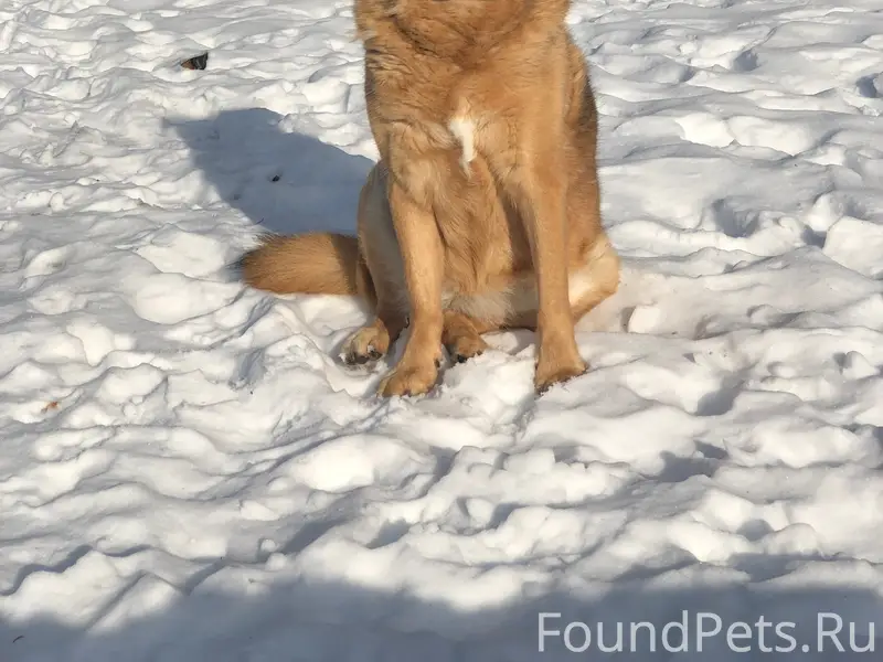 Пропала собака Джуля, Всеволожск