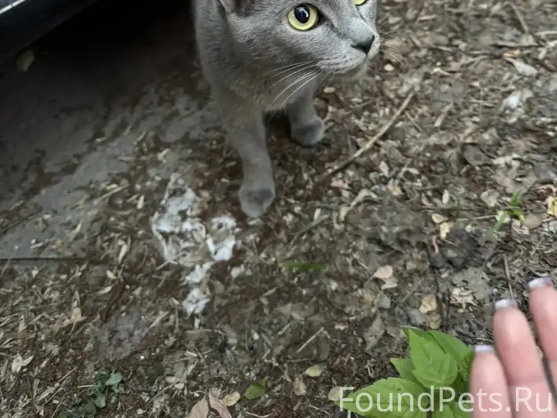 Найдена кошка, Дзержинский район