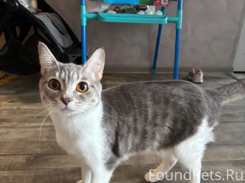 Пропали кошки, бело-серая и трёхцветная, место неизвестно