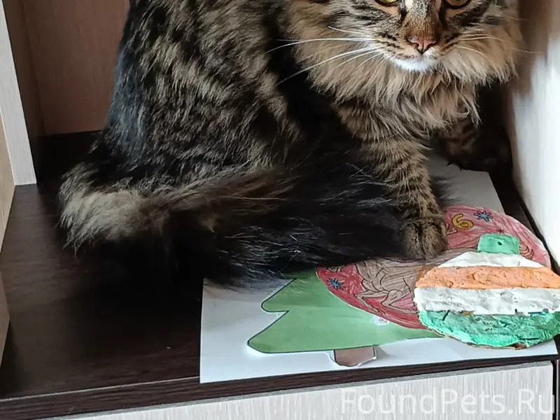 Пропала кошка Стеша, ул. Советская