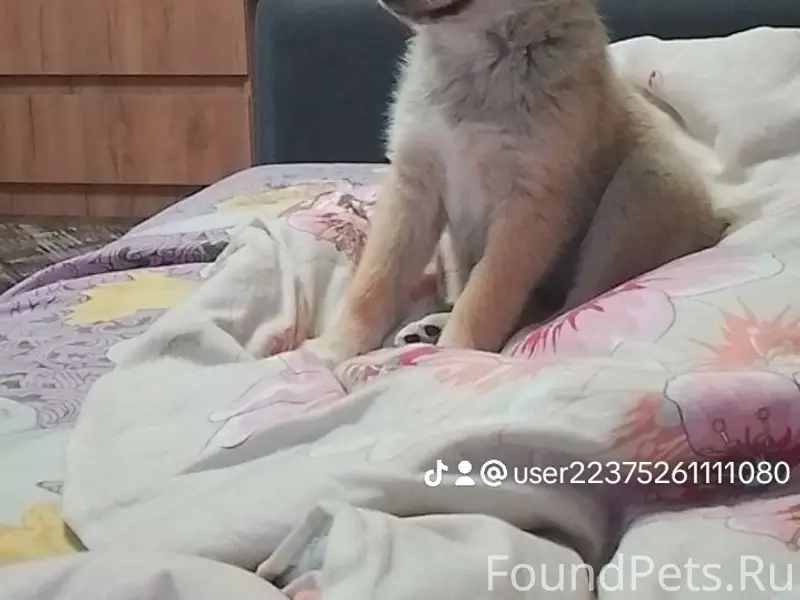 Пропала собака Мила, Фрунзе 91