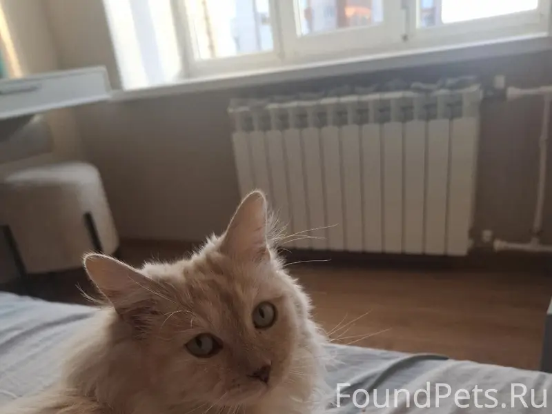 Пропала кошка, сады рассвет