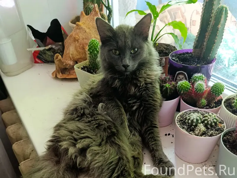Найден кот, домашний