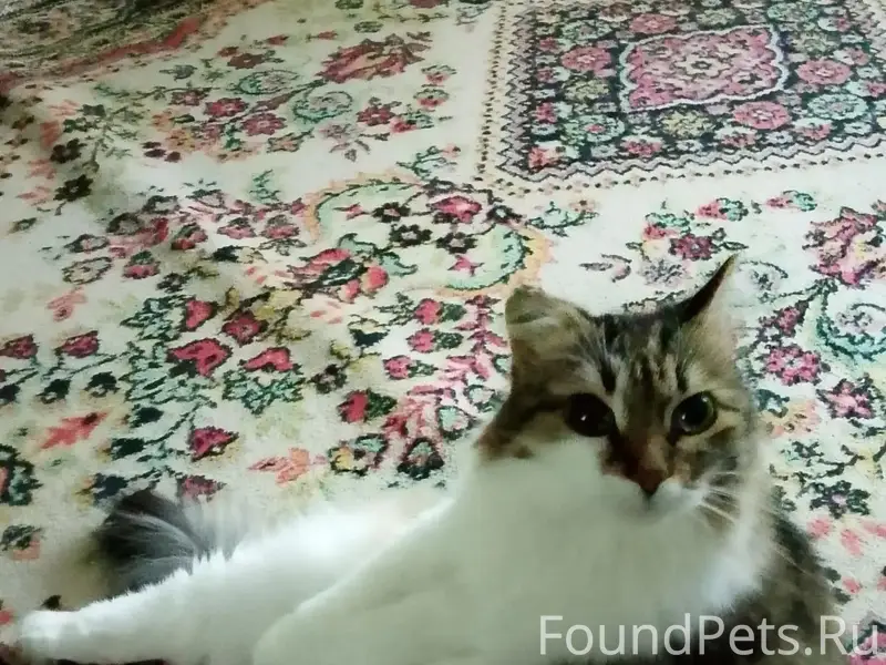 Пропала кошка Фрося, Трегубенковых 5