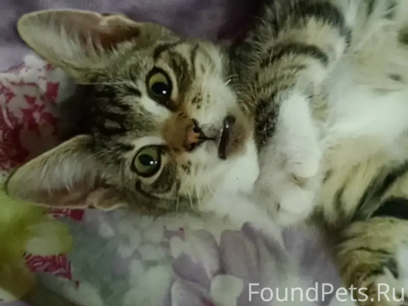 Пропал котёнок, район Бельца