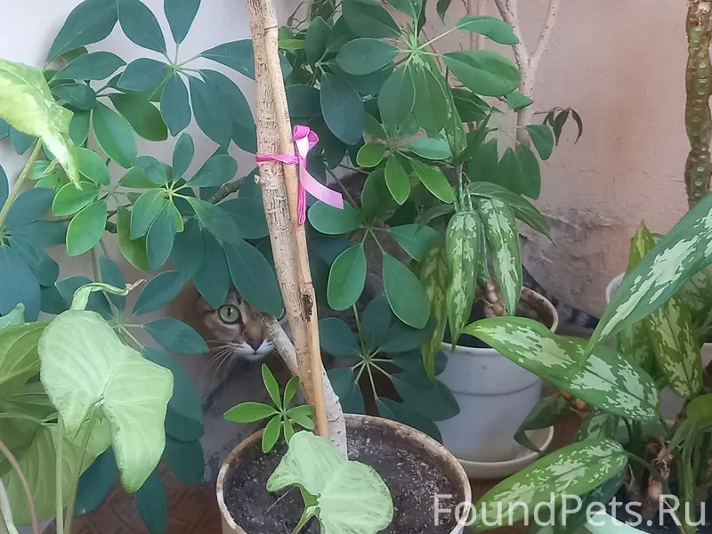 Пропала кошка,