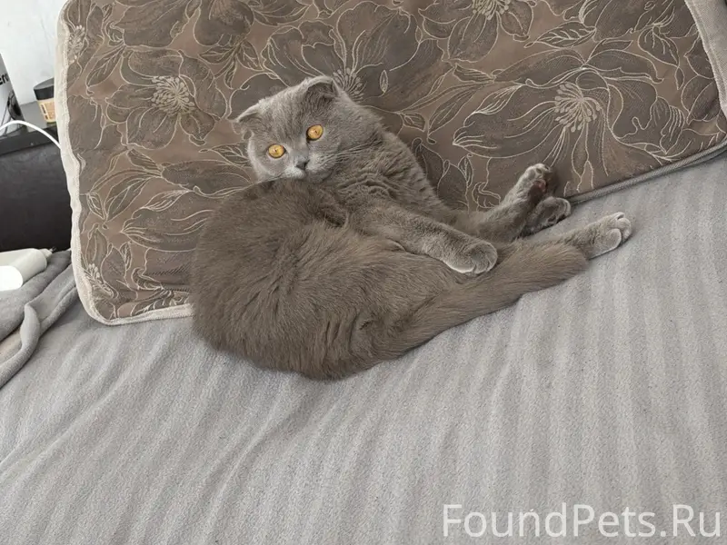 Пропал кот 