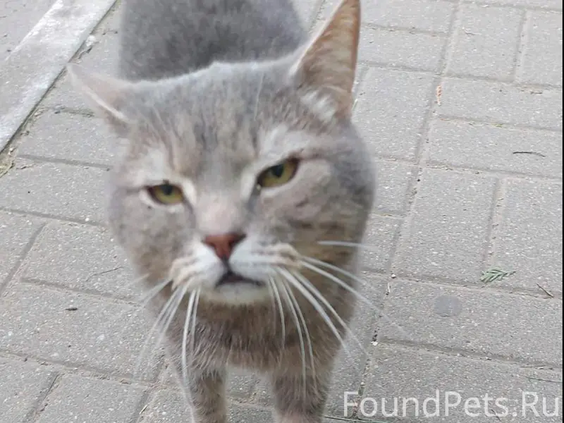 Замечен котик 