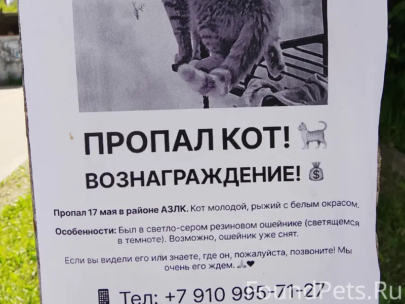 Пропал кот, Кинешма