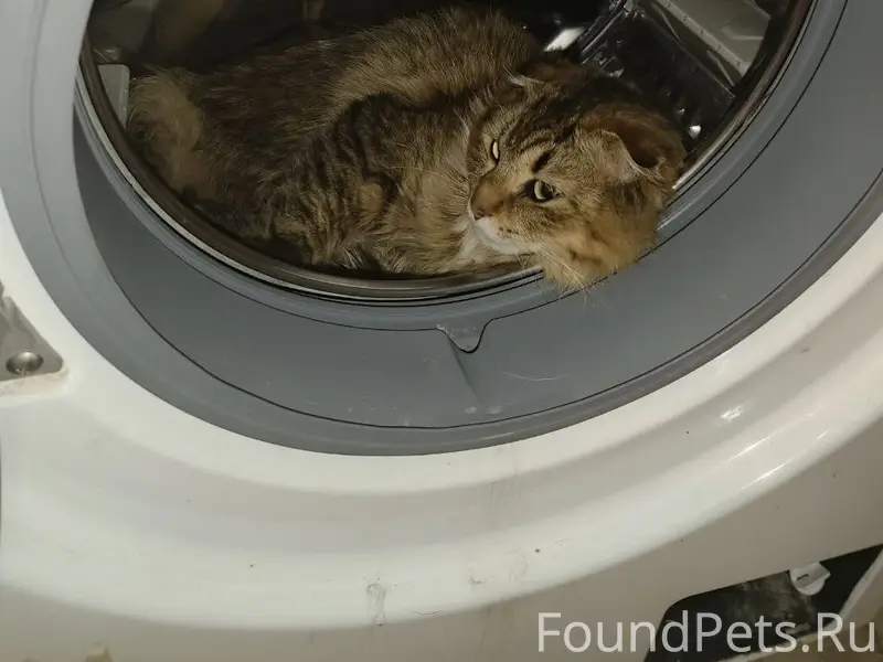Пропал кот Молли, Советский район