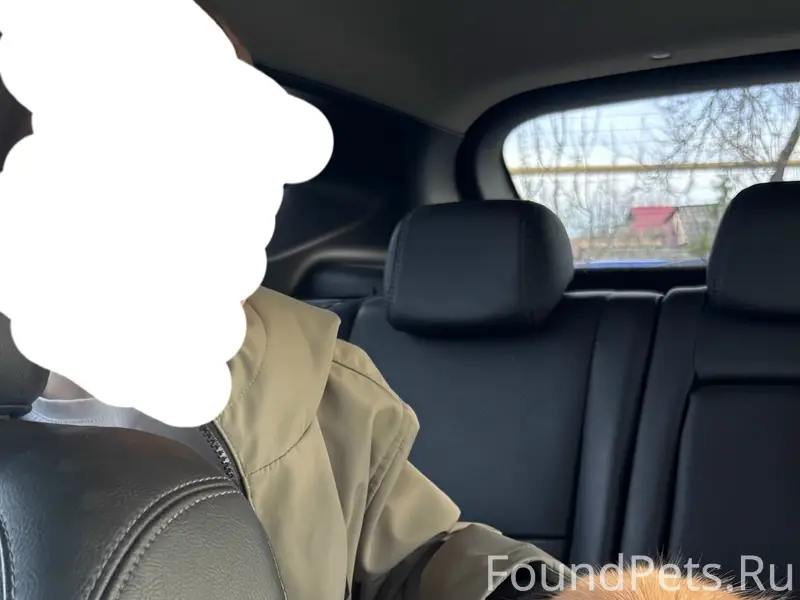 Пропал немецкий шпиц, в районе д/с Гвоздика