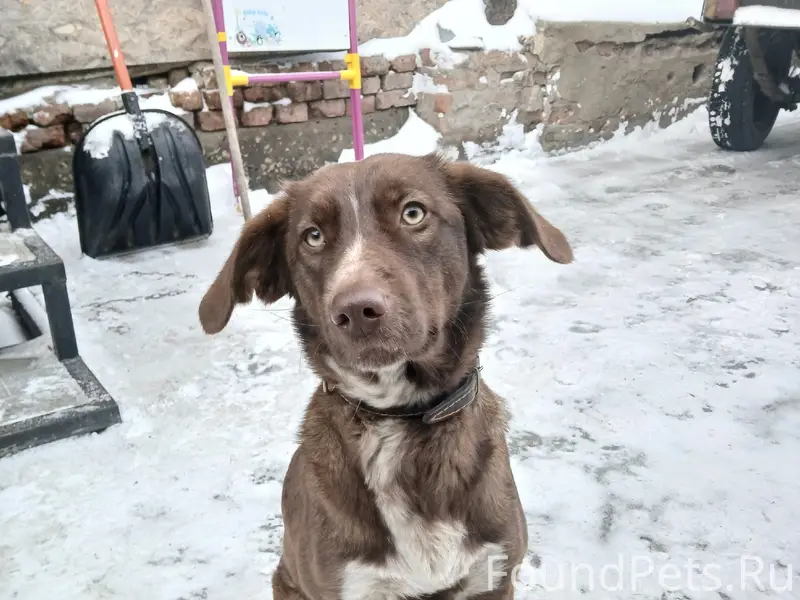 Пропала собака Боня, район южного
