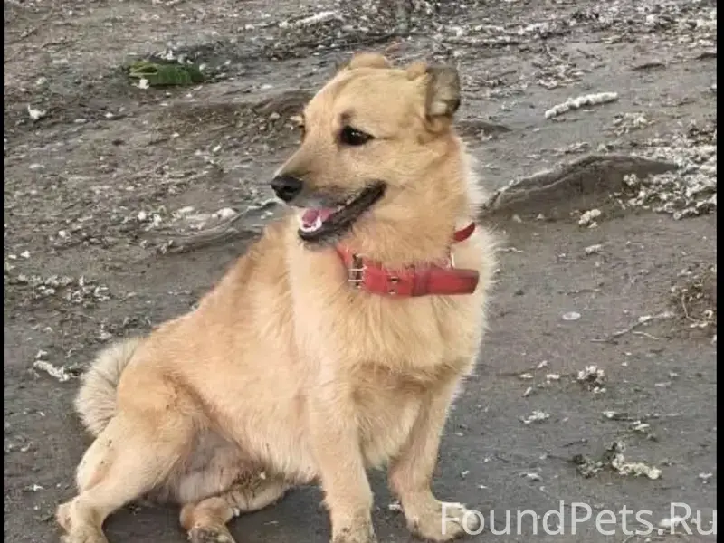 Найден бездомный пёс, Воронеж, Юз район
