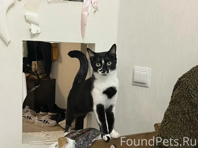 Пропала кошка, район Вертолётного поля