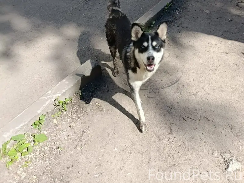 Пропала собака, Воронеж, Ворошилова