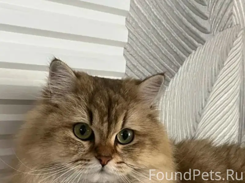 Пропала длинношёрстная кошка, угол улиц Гоголя и Красноармейской