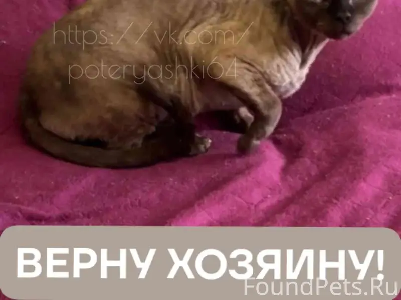 Найдена кошка породы Девон-рекс, Саратов