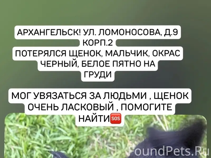 Пропал щенок, Архангельск, улица Ломоносова