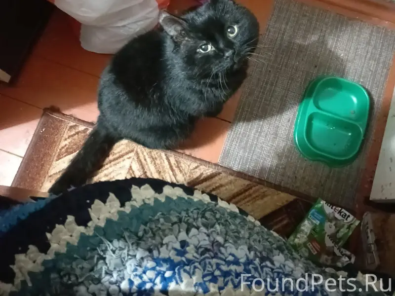 Пропал чёрный кот, Важская паника