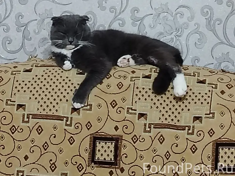 Пропал британец Дымыч