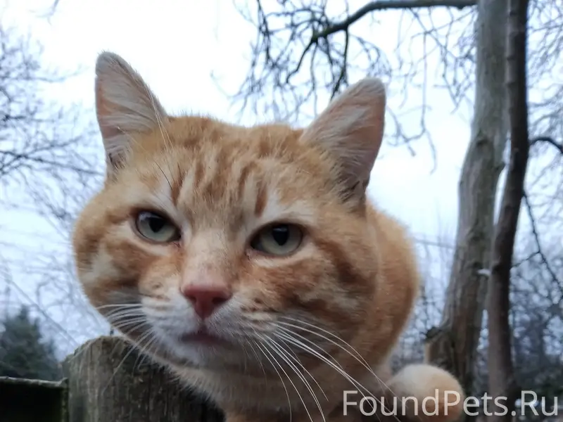 Пропал кот Рыжий