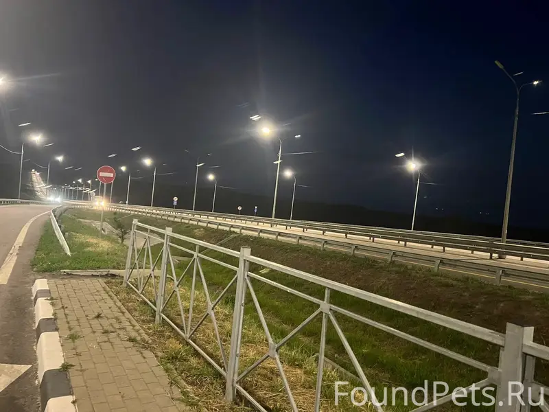 Пропала собака Мишель, трасса Воронеж