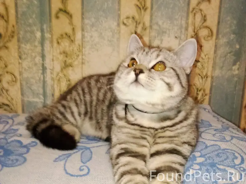 Пропал кот, Костромка