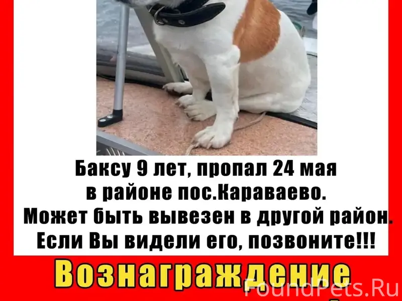 Пропал пёс Бакс