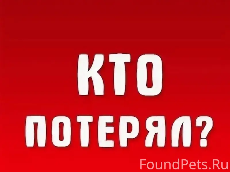 Найдена собака, район Горпищенко