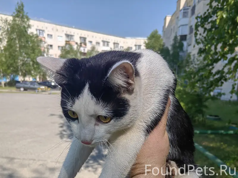 Найден кот, [место неточно]
