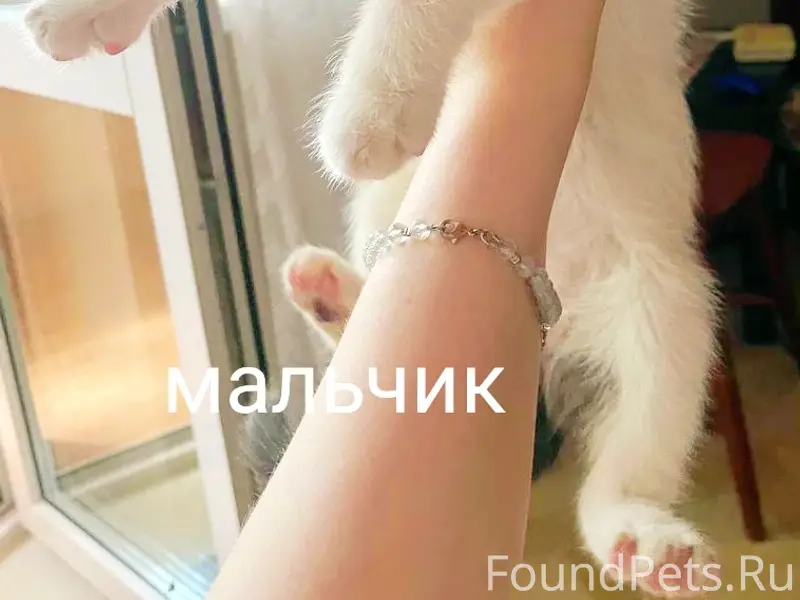 Найден котёнок-мальчик, Челябинск