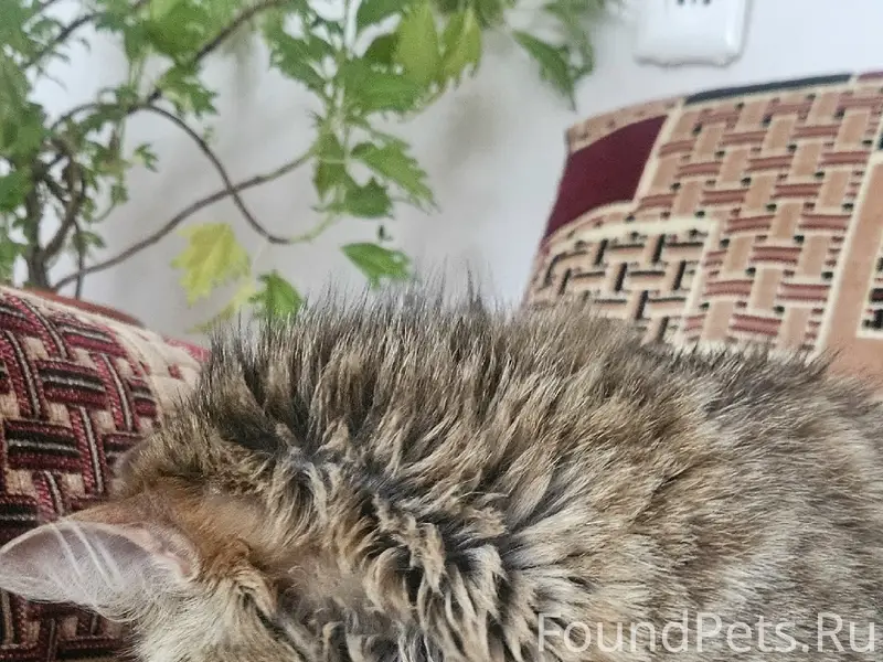 Найдена кошка, район магазина 'Пятёрочка'