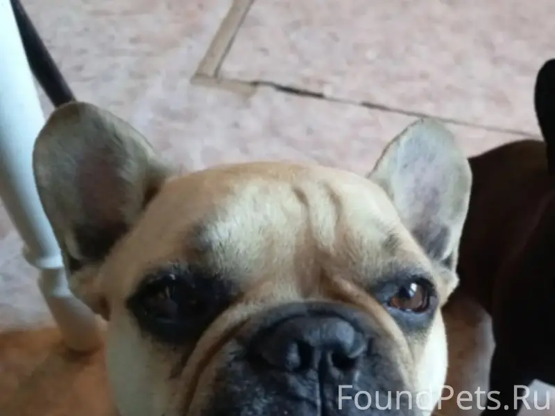 Пропал французский бульдог Арчи, центр