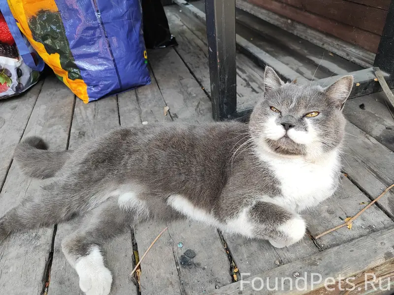 Найден кот, Ленинский район