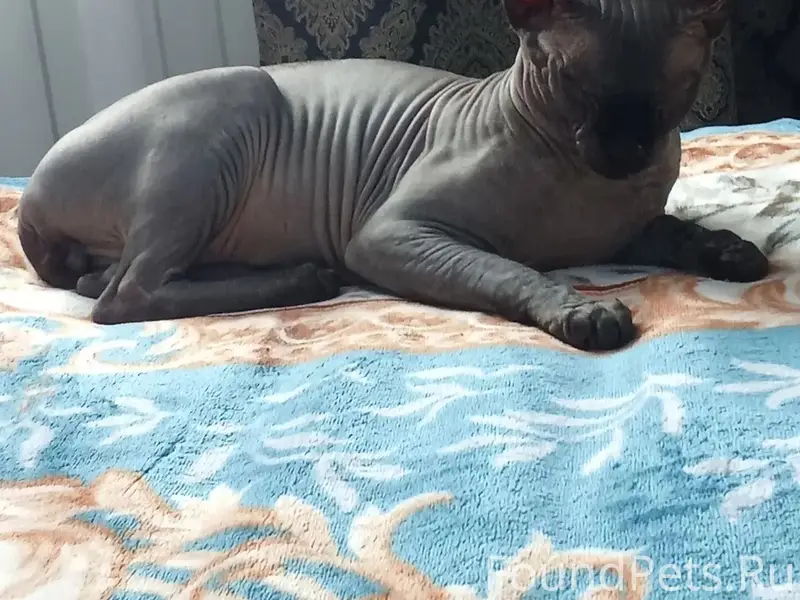 Пропал кот, за линеей