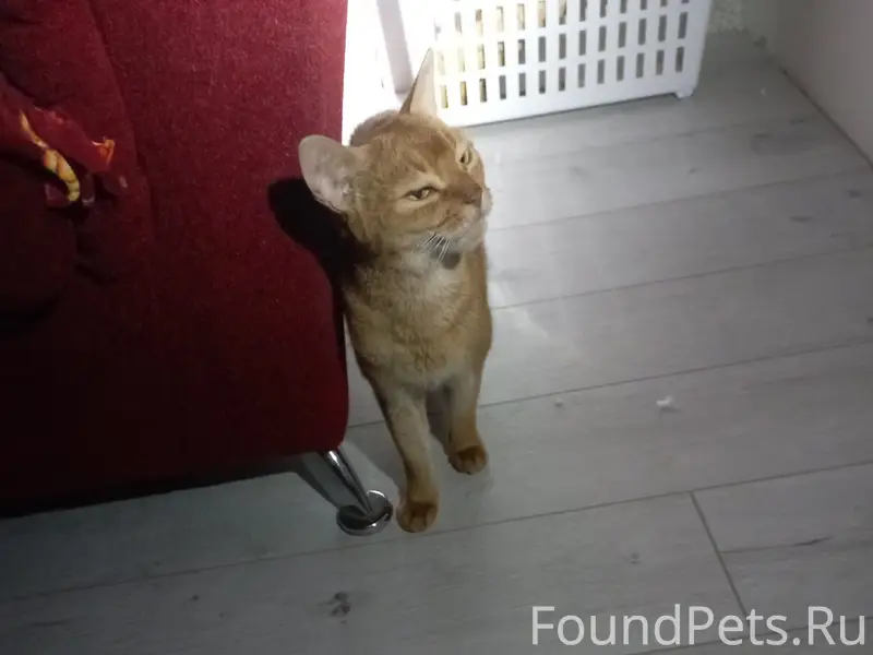 Найдена кошка, Краснофлотская
