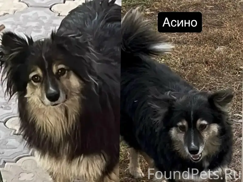 Пропала собака, г. Асино/Томская область