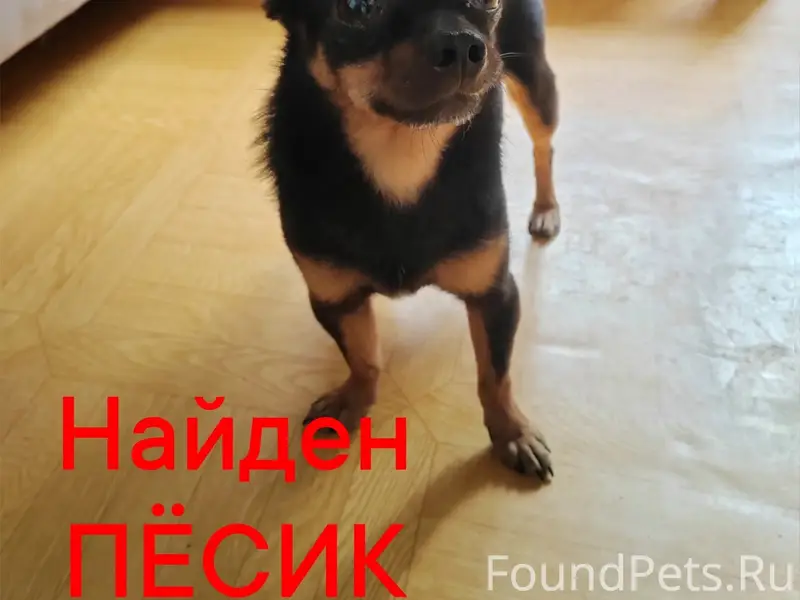 Найден метис чиха, Симферополь