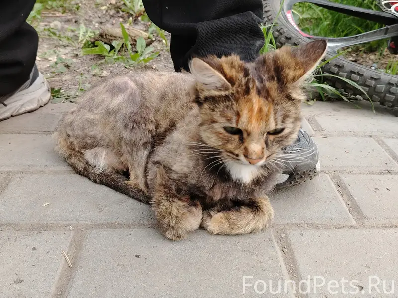 Найдена кошка, район Республиканской больницы
