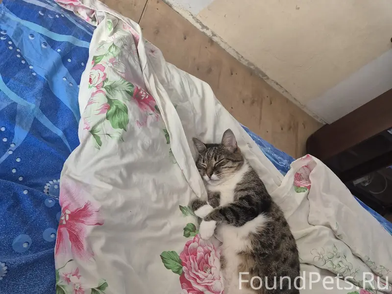 Пропал кот Вася, район жд Вокзала