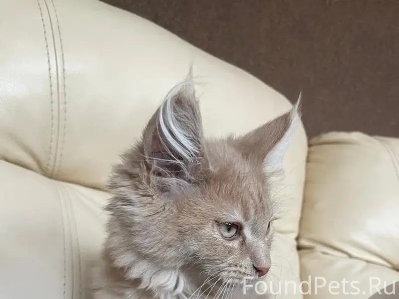 Пропал рыжий котёнок Персик, район Гамаюн