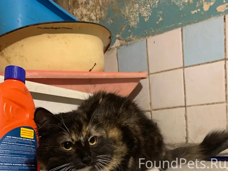 Найдена кошка, центральный район