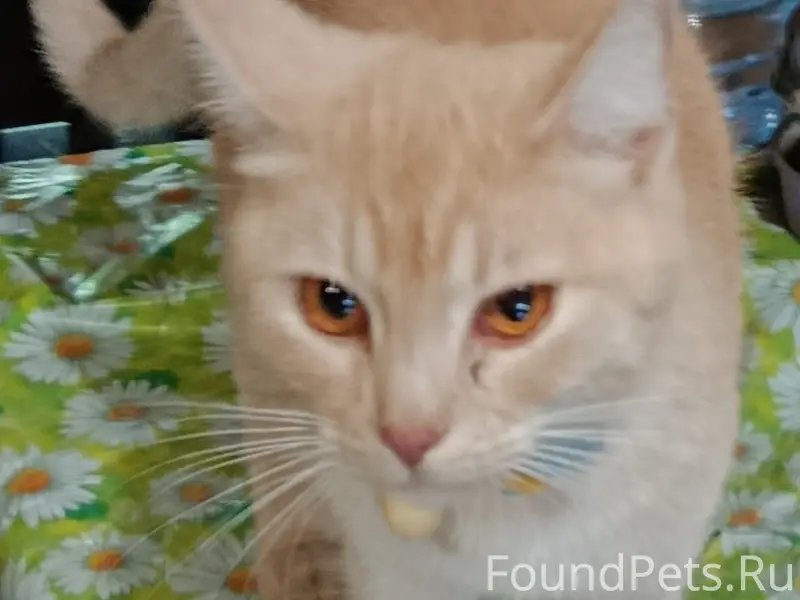 Пропал рыжий кот, кличка Абрикос