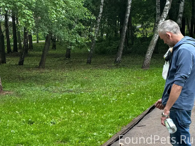 Пропала чихуахуа, Самара