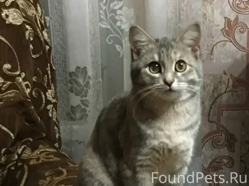 Пропала кошка, улица Луговая