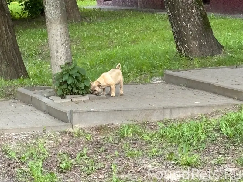 Найдена собака, Веденяпина, Нижний Новгород