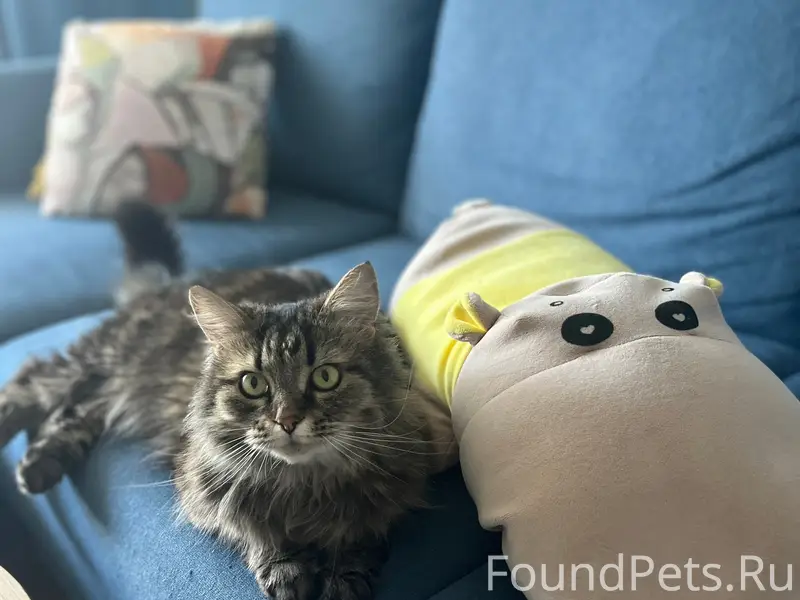 Найдена кошка, [место не указано]