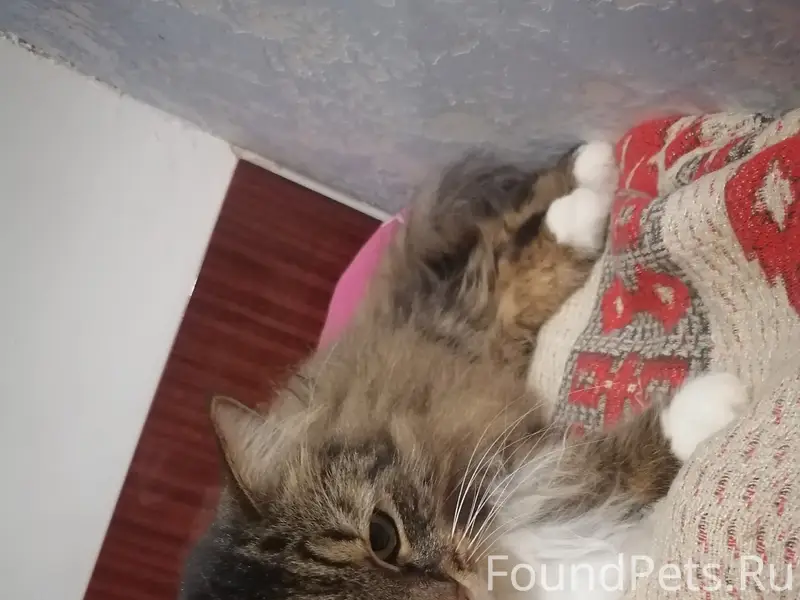 Пропала кошка Зая, Коша, Советский район