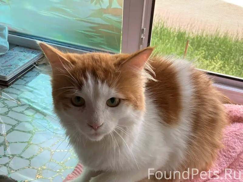 Найден кот, Ленинский район, Нижний Новгород