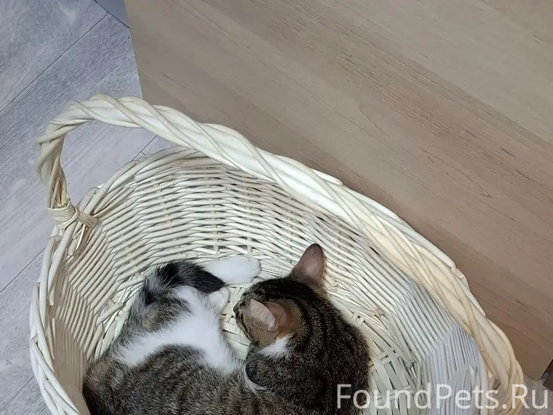 Пропала кошка Нюша, ул. Зари д. 2В